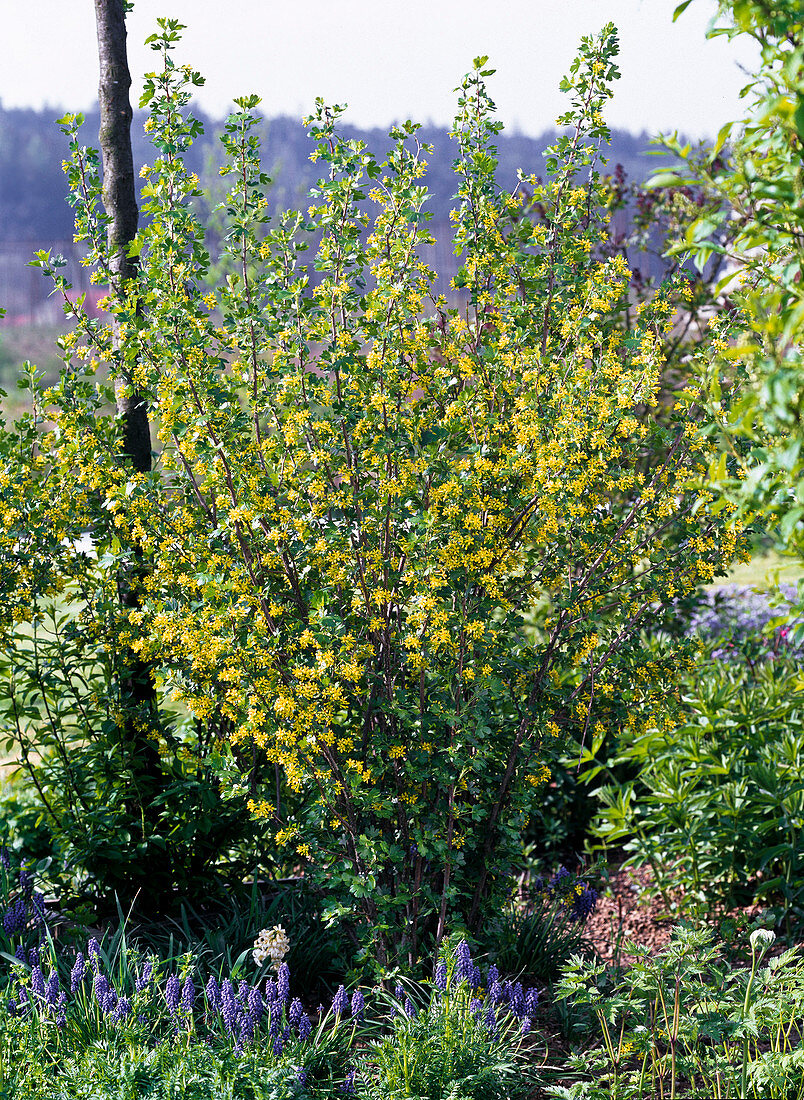 Ribes aureum (Gold currant), Muscari (grape hyacinth)