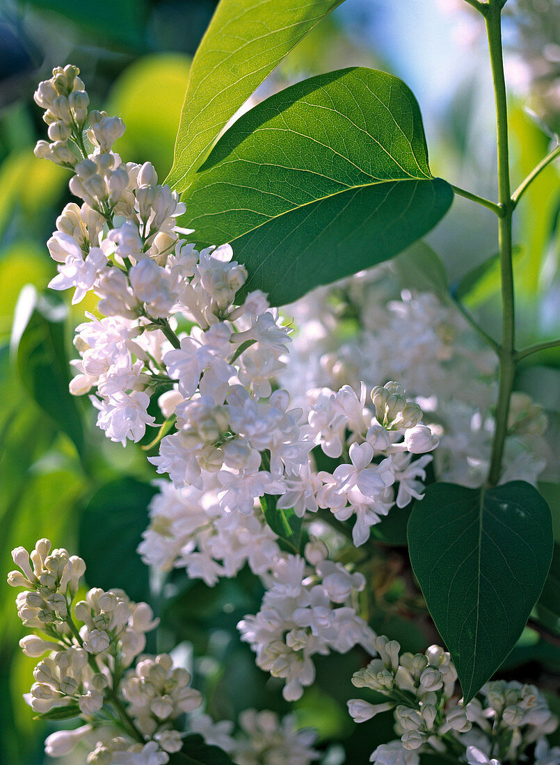 Syringa vulgaris 'Mme Lemoine' / gefüllter weißer Flieder