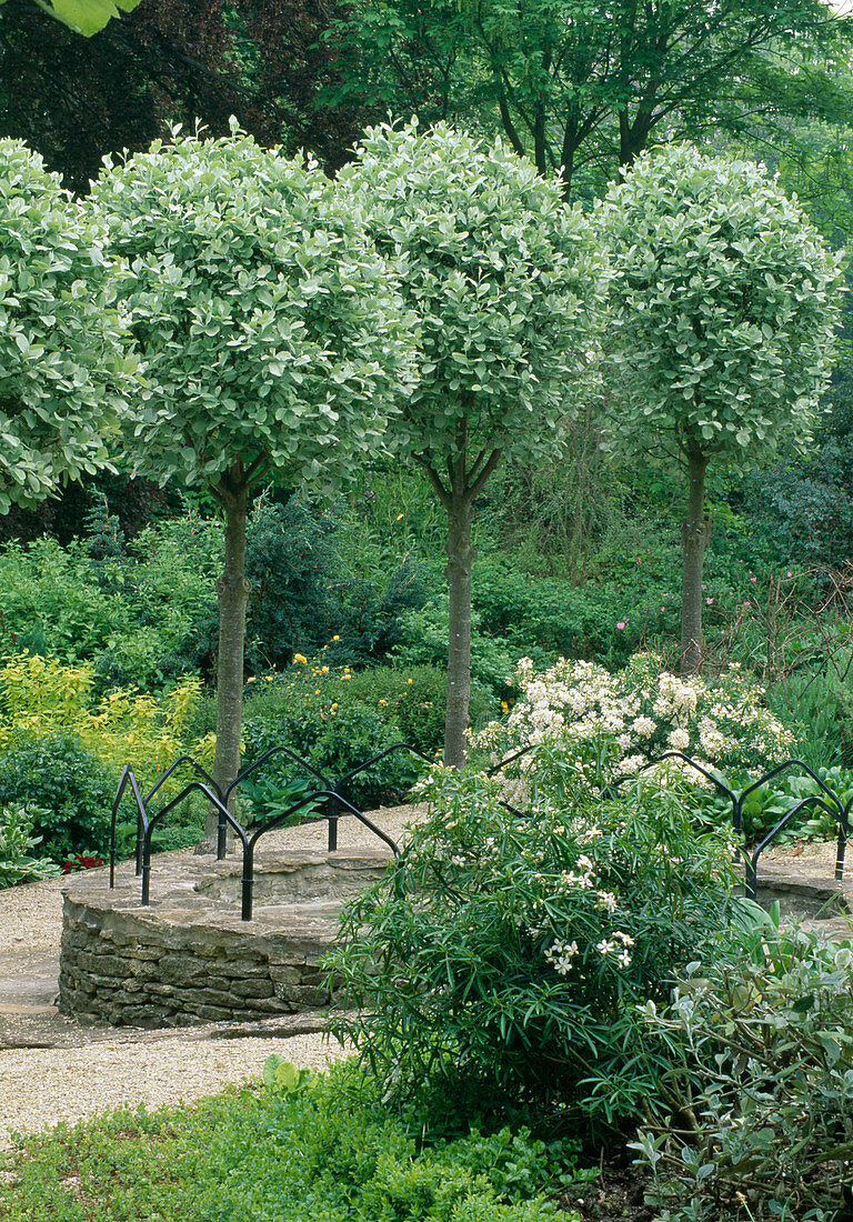 Sorbus aria 'Lutescens' (Echte Mehlbeere), Stämme kugelig geschnitten