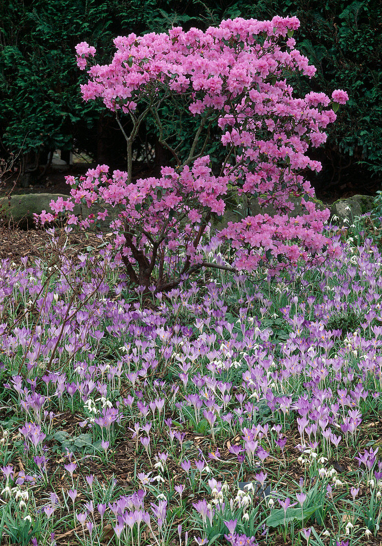 Rhododendron praecox / Vorfrühlingsrhododendron Crocus tommasinianus