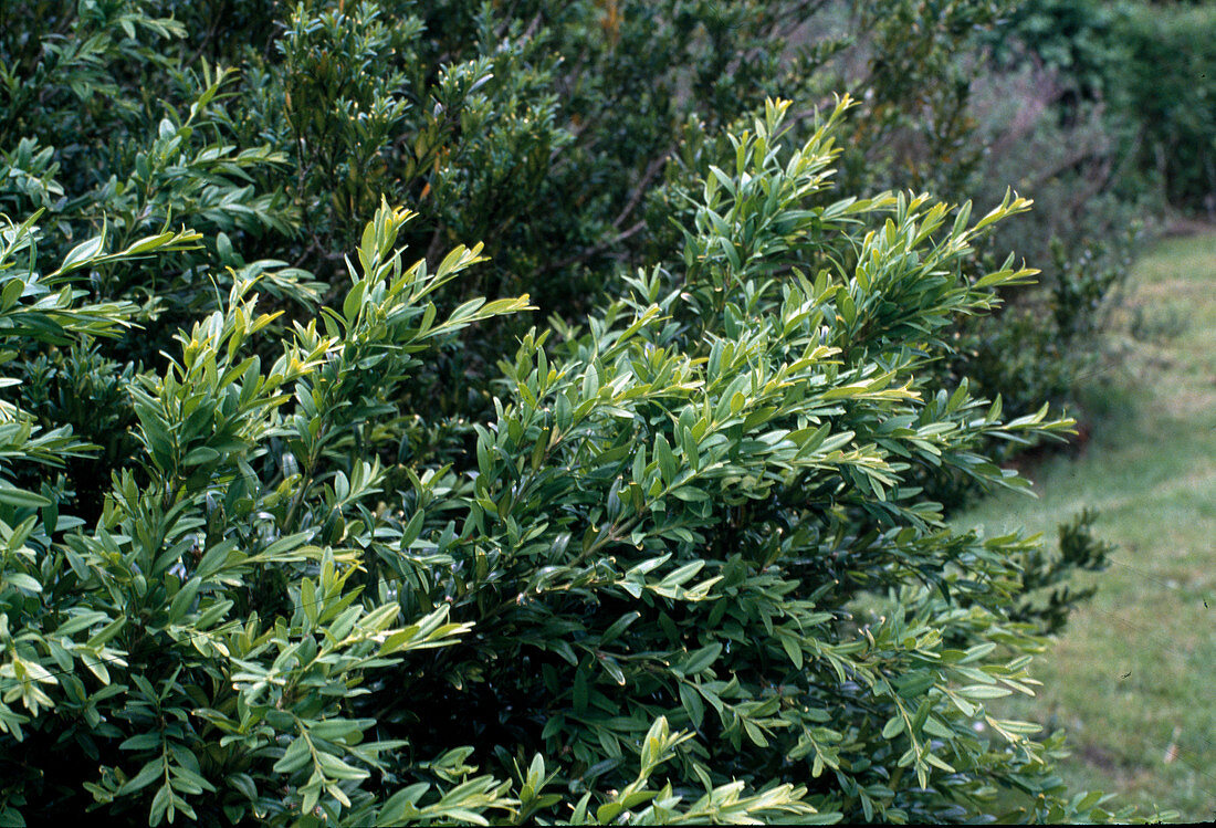 Buxus sempervirens 'angustifolia