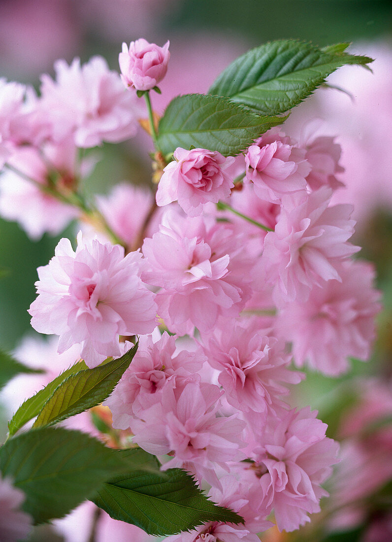 Prunus serrulata 'Kiku-shidare-zakura' (Blüten der Hängezierkirsche)