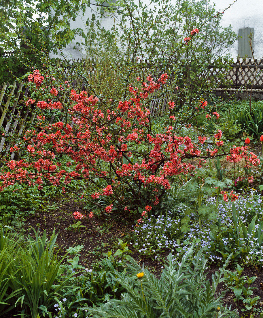 Cottage garden, Chaenomeles hybrid
