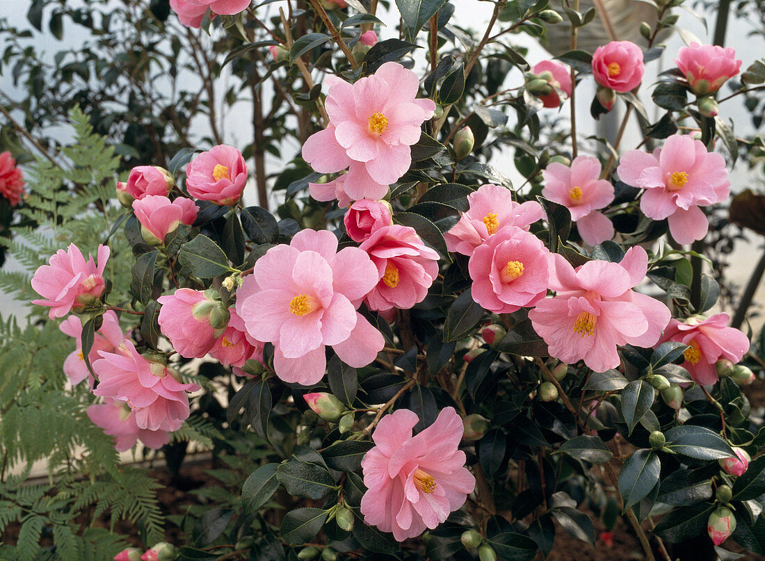 Camellia JAPONICA 'BARBARA Clark'