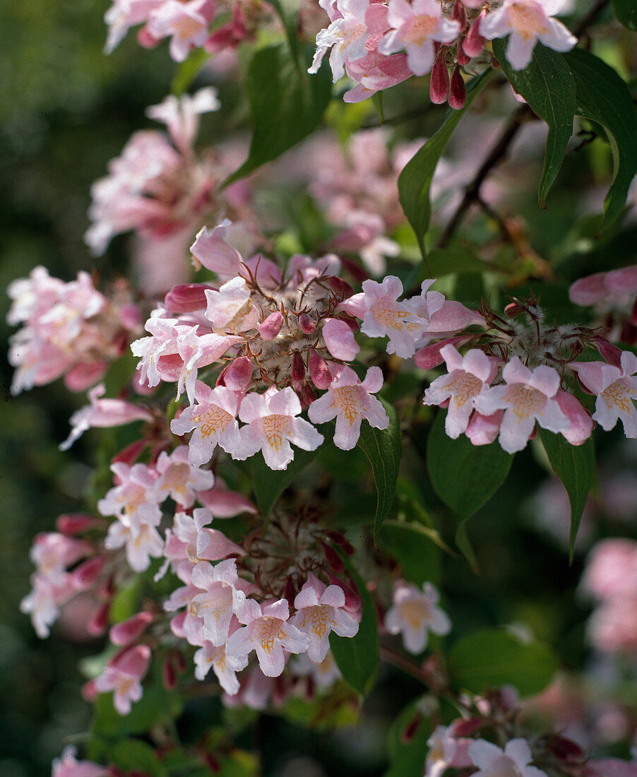 Kolkwitzia amabilis