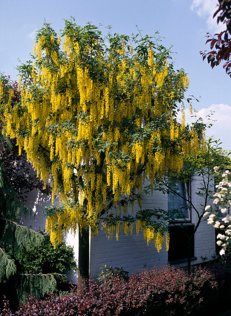 Wasserdorn 'Vossii' (Laburnum watereri)