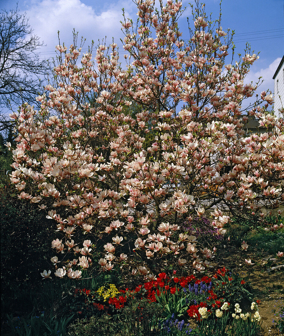 Magnolia X Soulangiana