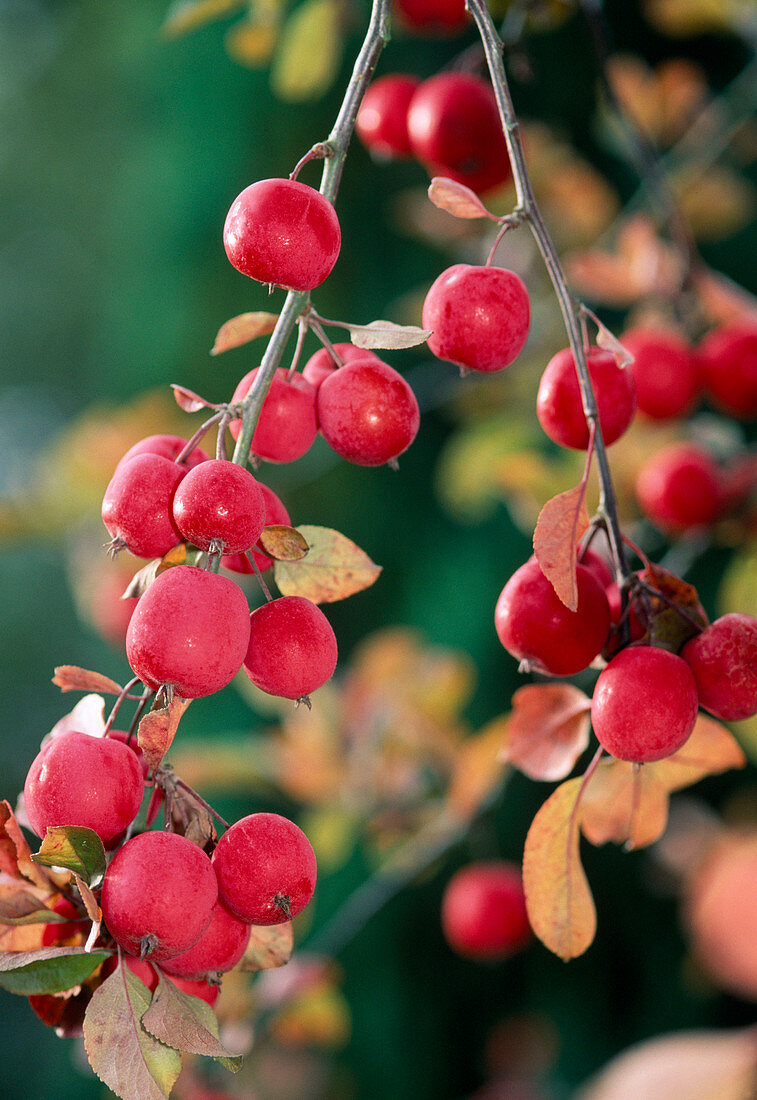Malus 'Red Sentinel' (ornamental apple)