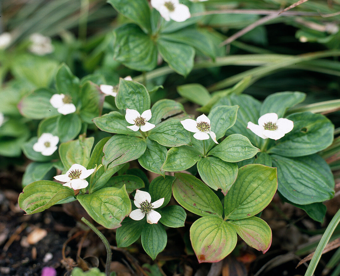 Cornus anadensis