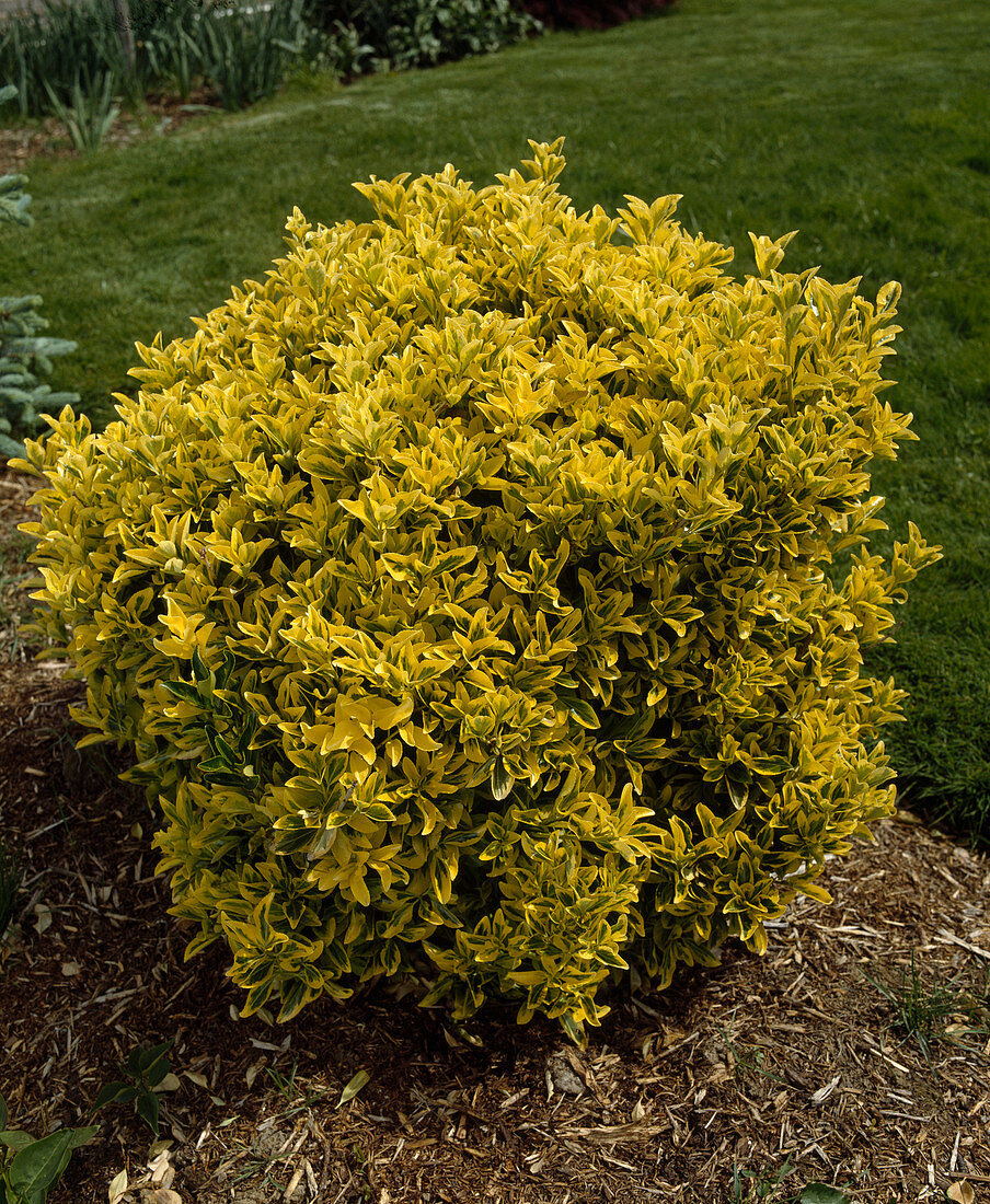 Euonymus japonicus 'Aureomarginata' (Spindelbusch)