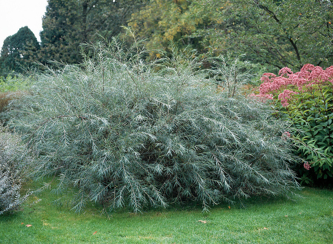 Salix elaeagnos syn. Salix incana