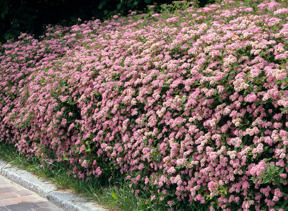 Spiraea japonica 'Kleine Prinzessin'