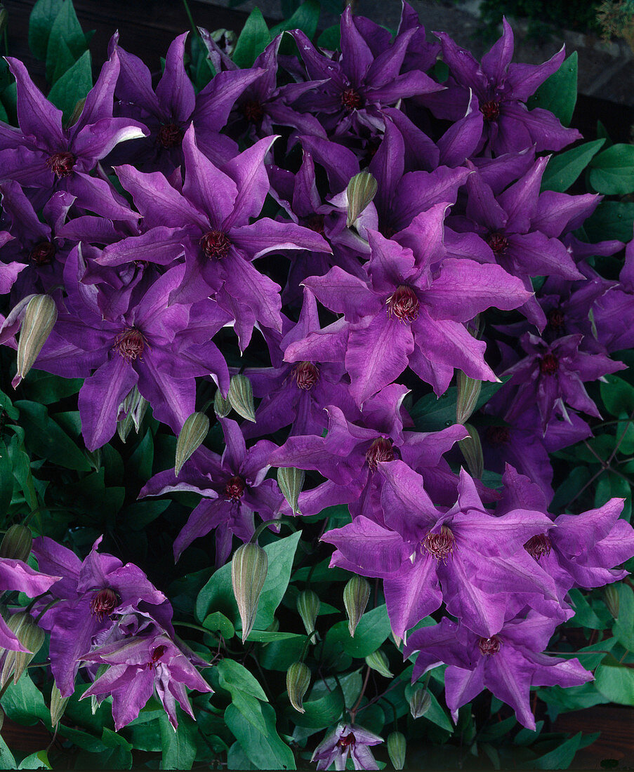 Clematis-Hybriden