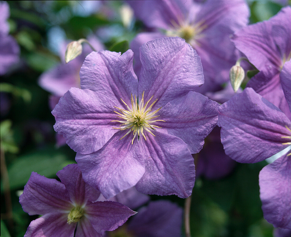 Clematis-Hybride