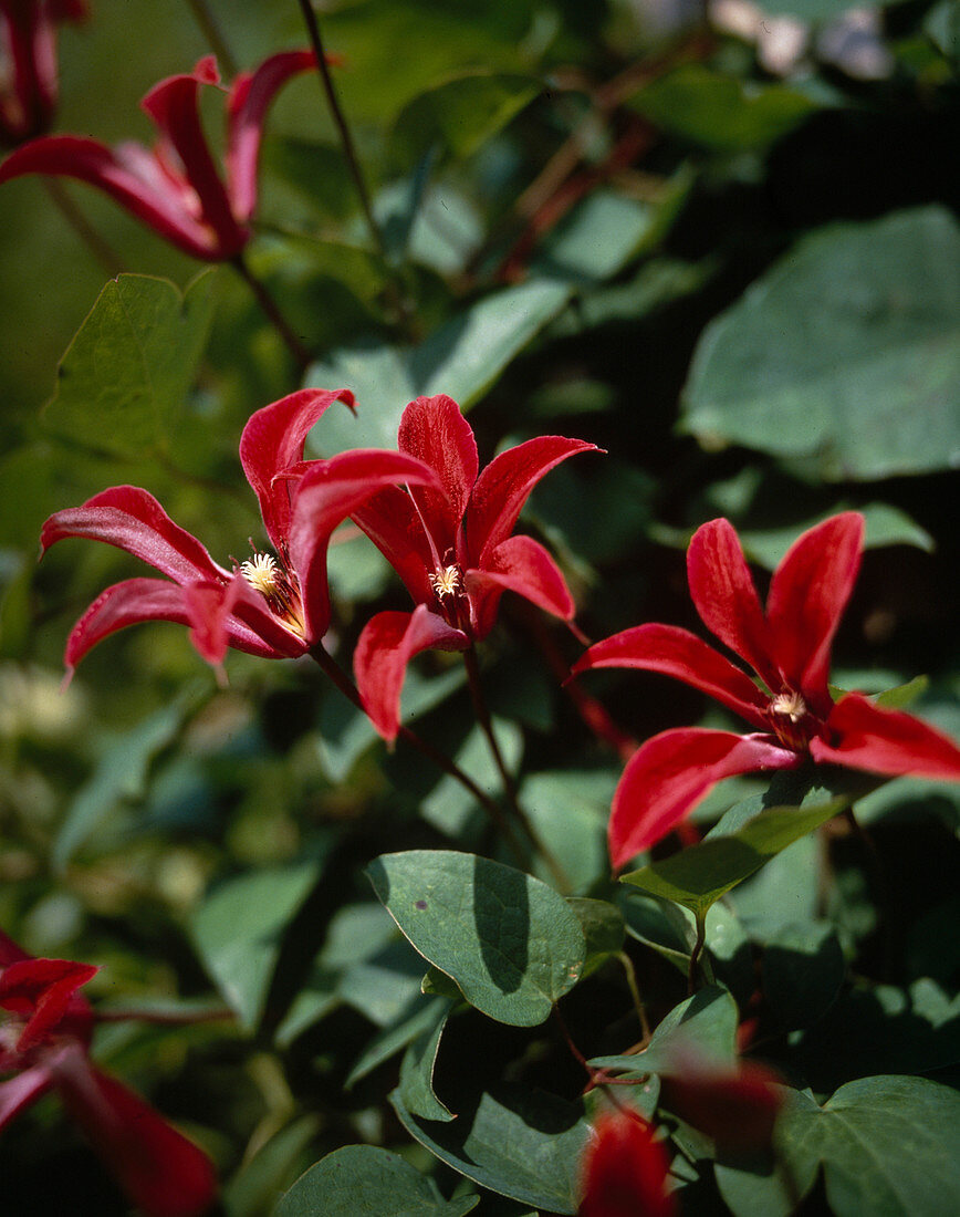 Clematis Texensis-Hybriden