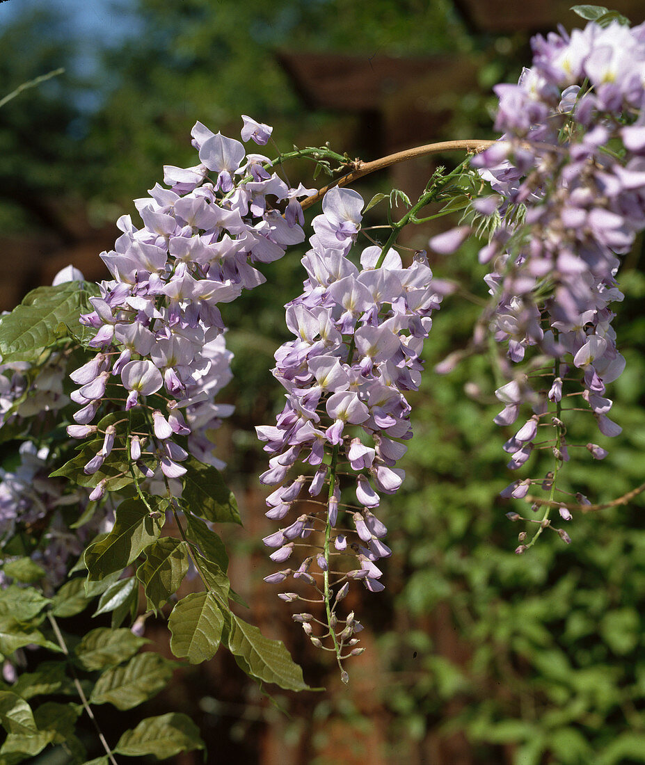 Glyzinie sinensis