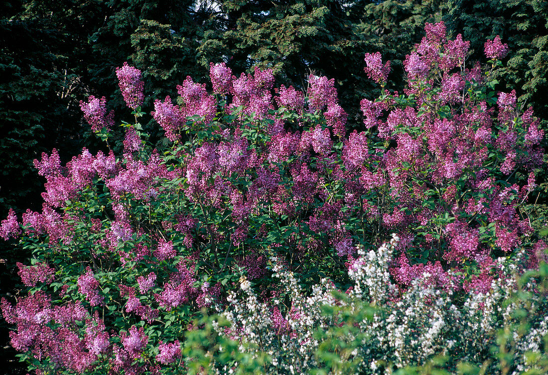 Syringa microphylla 'Superba'