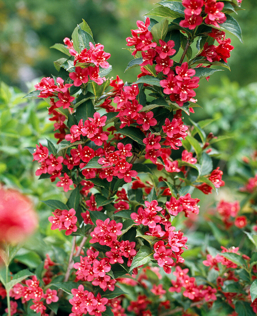 Weigelia 'Bristol Rubin'