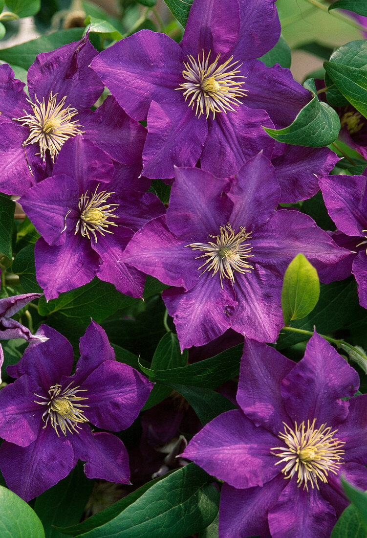 Clematis 'The President'