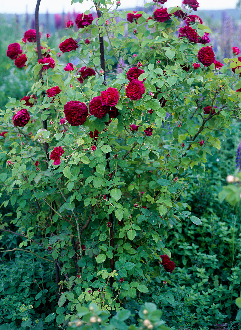 English Rose (Rosa) 'Chianti'