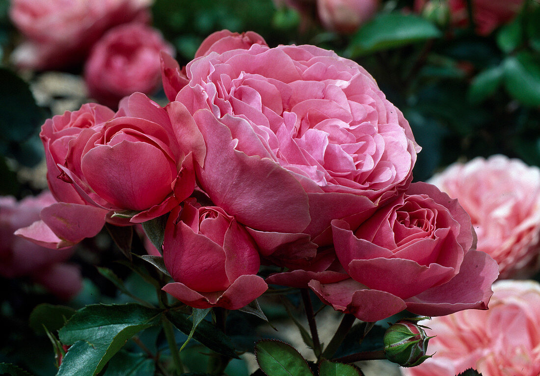 Rosa 'Leonardo da Vinci', healthy and more flowering