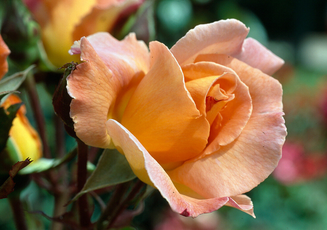 Rosa 'Rosemary Harkness' Teehybride, öfterblühend, stark duftend - Duftpreise