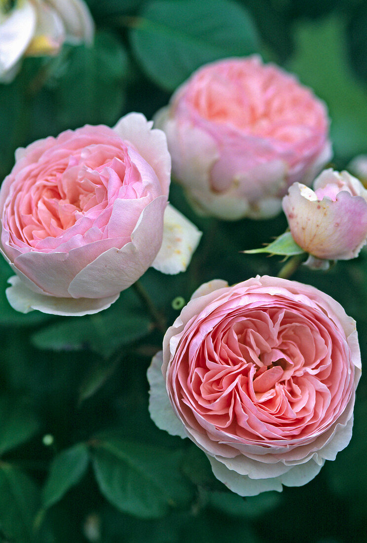 Rose 'Geoff Hamilton' English shrub rose, fragrant, more floriferous