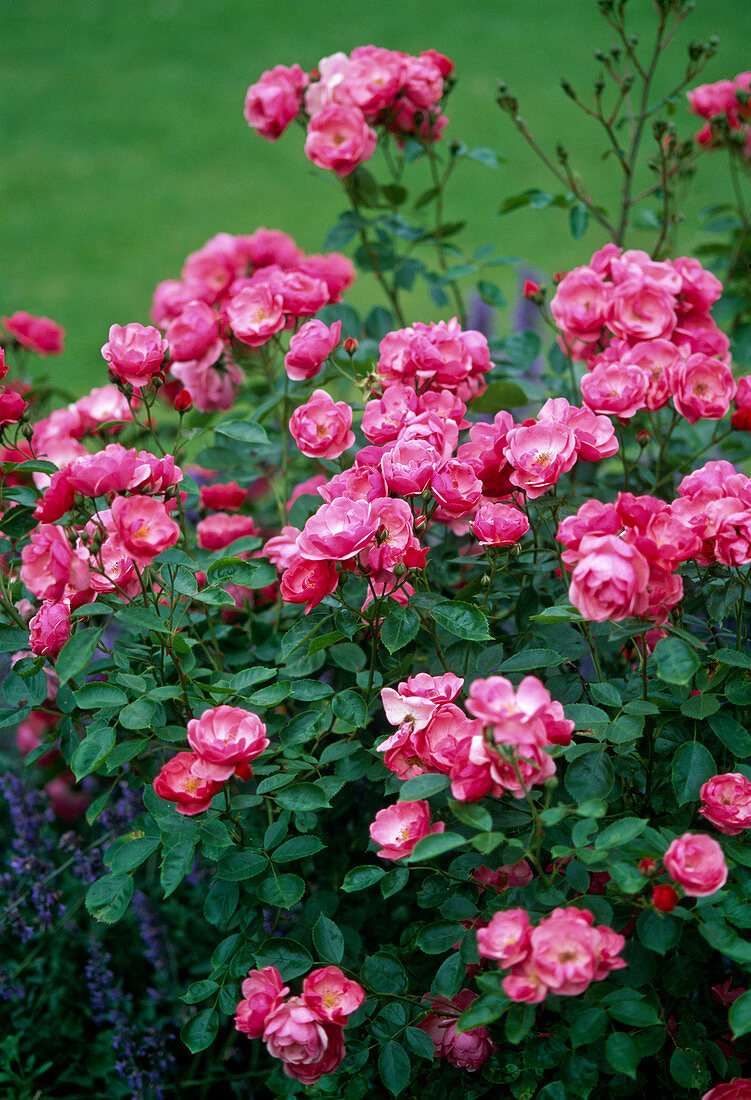 Rose 'Angela' (often flowering shrub rose)