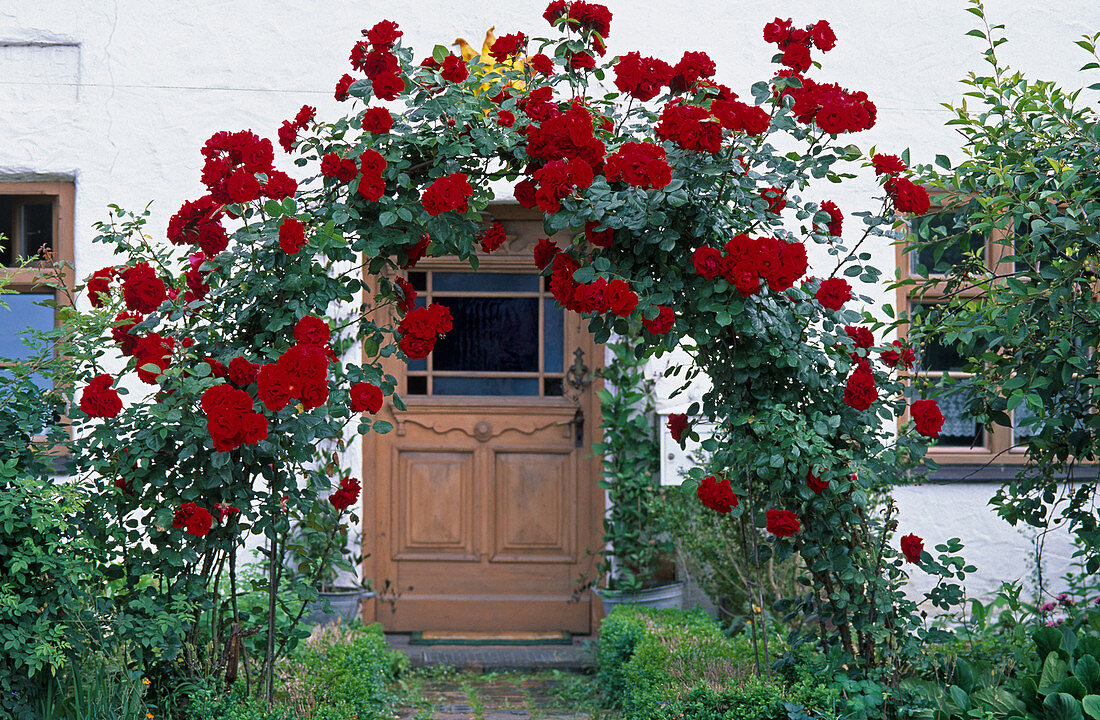 Rosa 'Santana' (red climbing rose on rose arch)