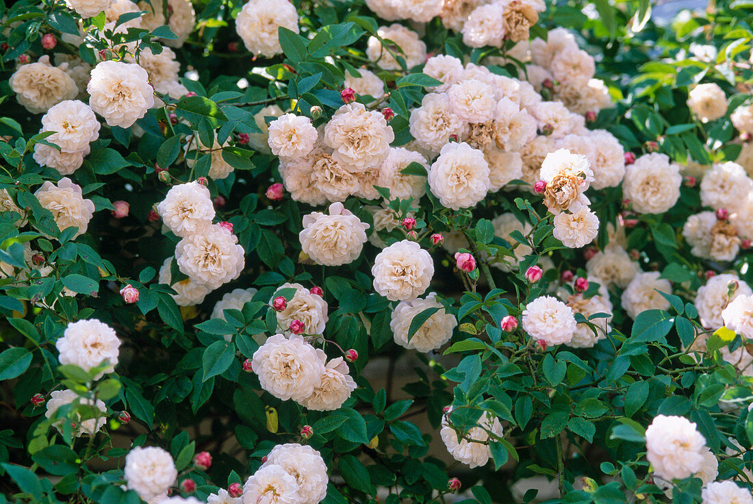 Rosa 'Felicite Perpetue' / Ramblerrose, einmalblühend