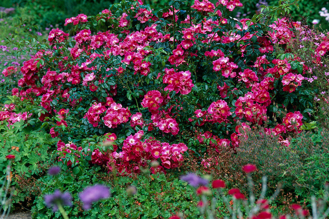 Rosa 'American Pillar' / Ramblerrose wächst am Boden wie