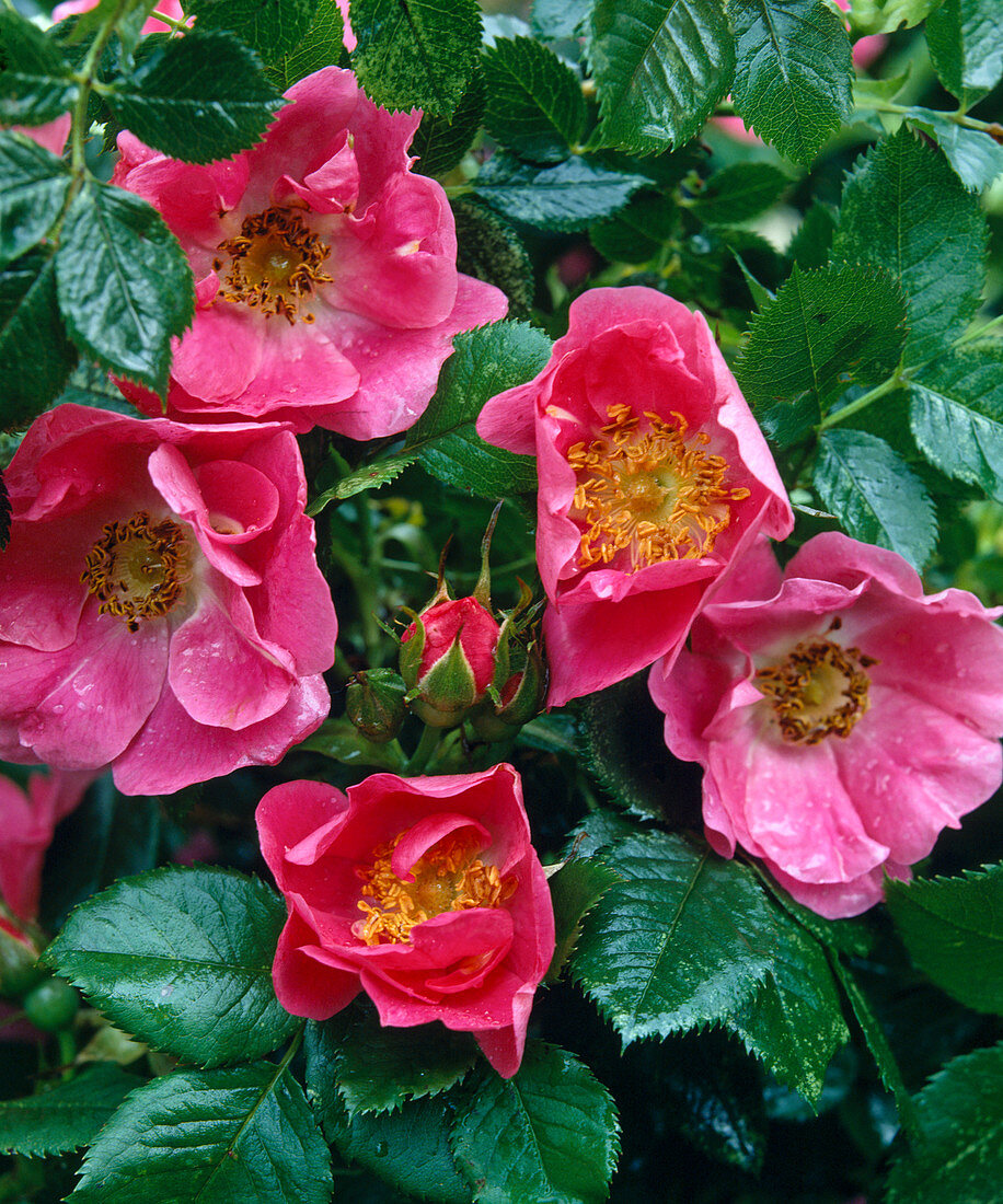 Rosa canina variegata gravel