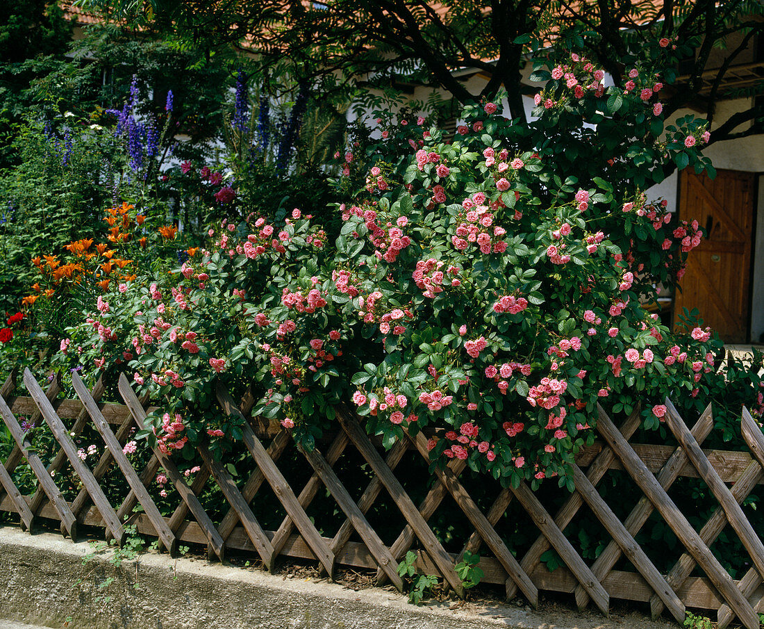 Nelkenblütige Strauchrose