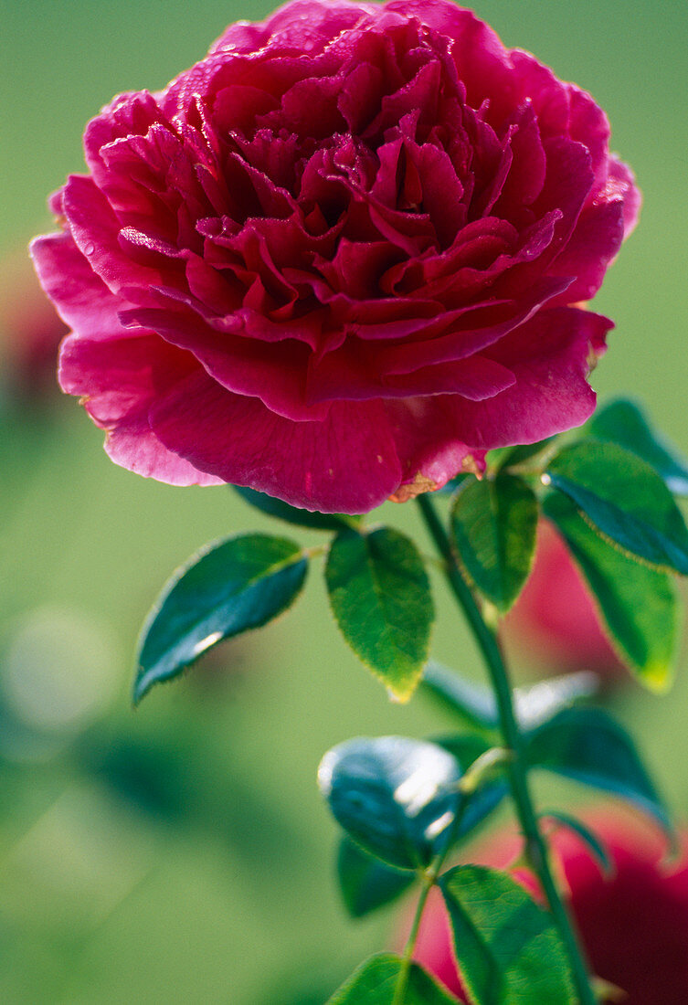 English rose 'Othello'