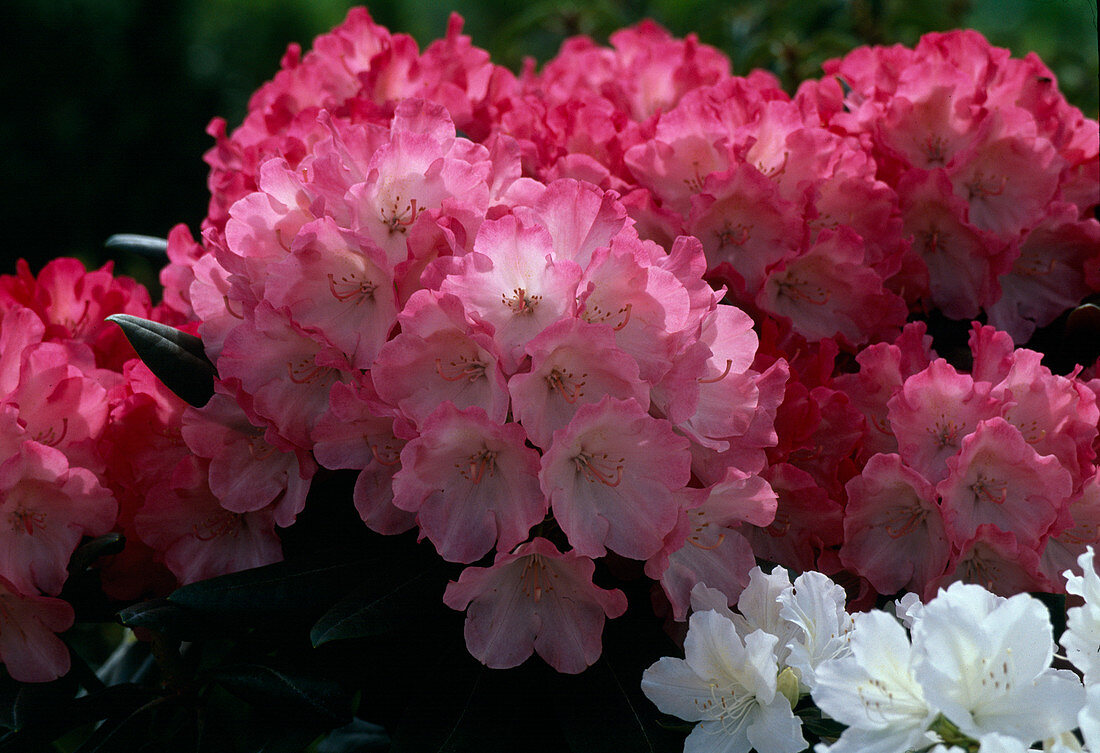 Rhododendron hybrids