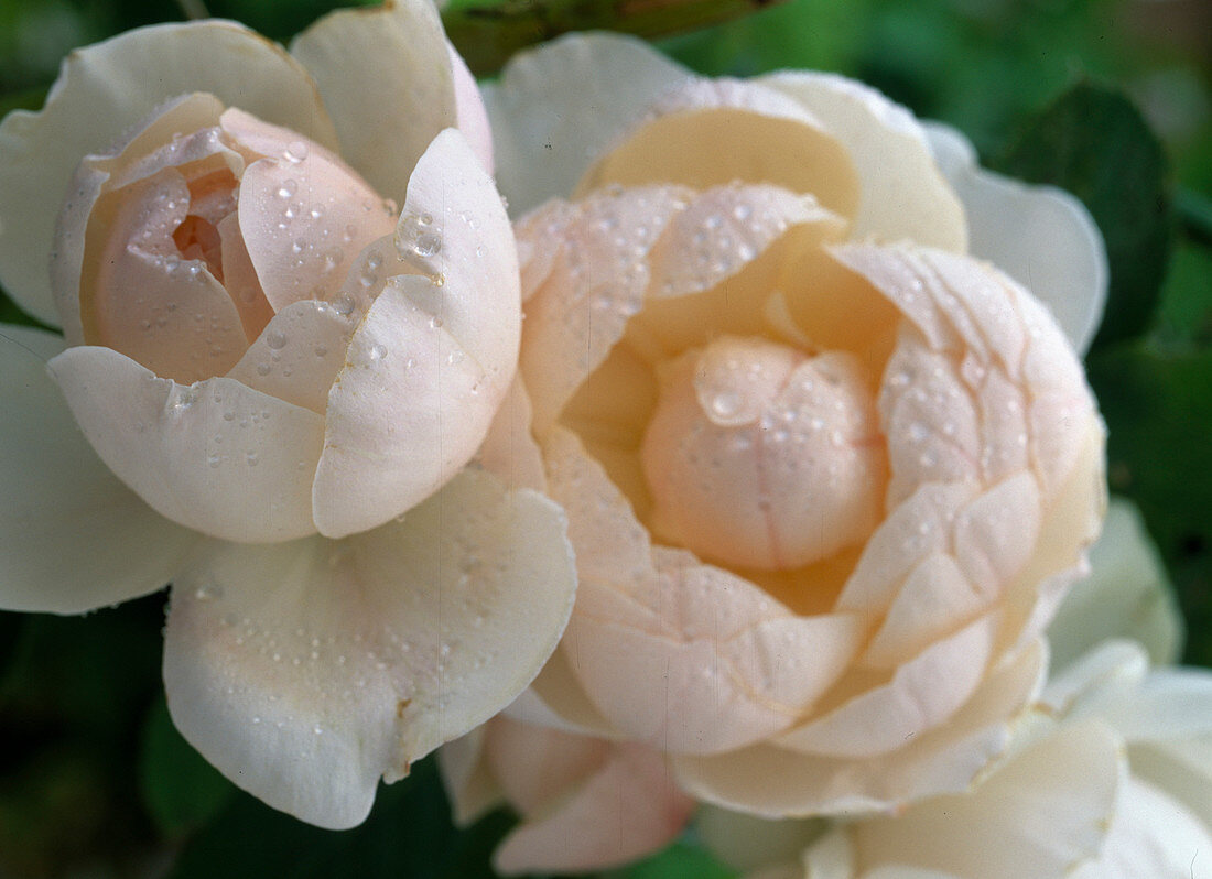 Rose 'Madame Figaro'
