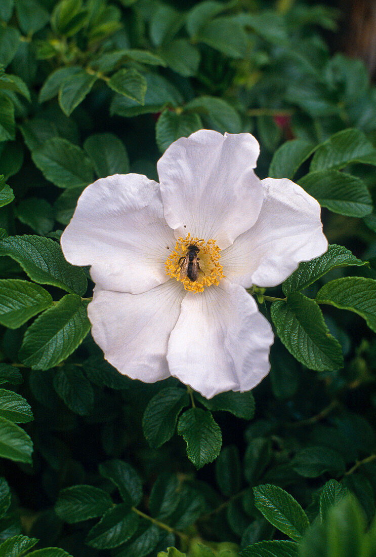 Rosa rugosa - weiße Blüte mit Biene