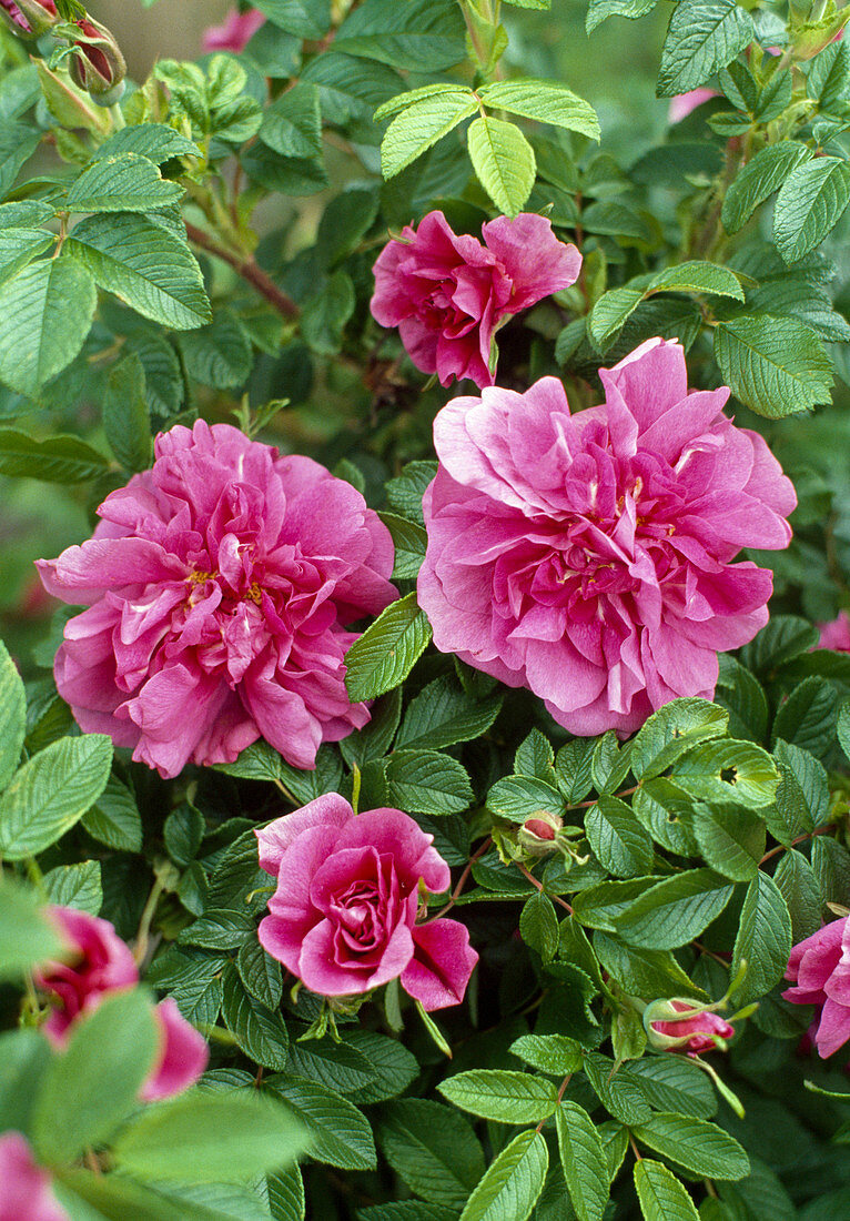 Strauchrose 'Hansa', Rosa rugosa, duftend, öfterblühend
