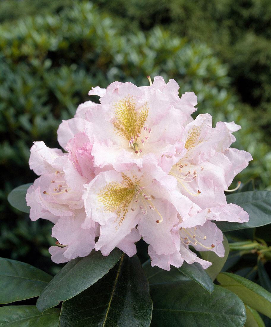 Rhododendron 'JANET Blair'