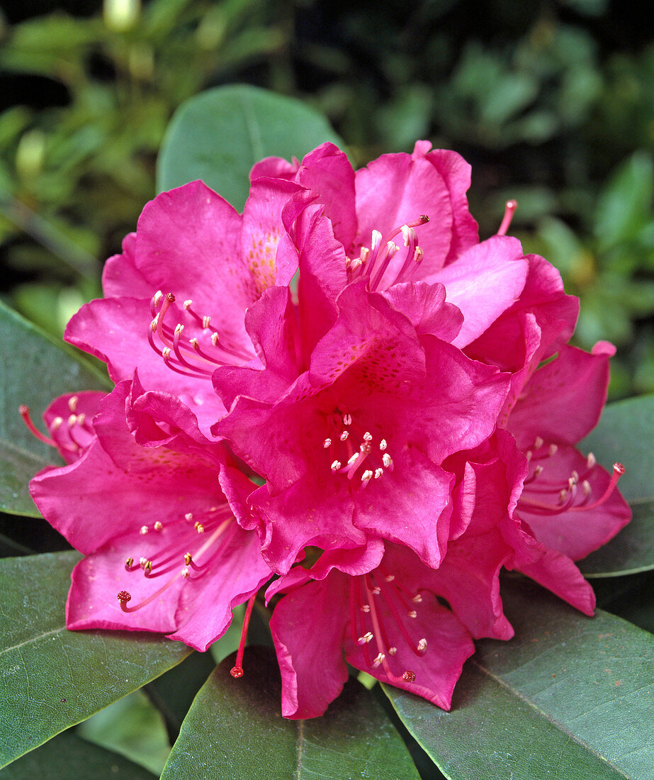Rhododendron 'Edward S. Rand'