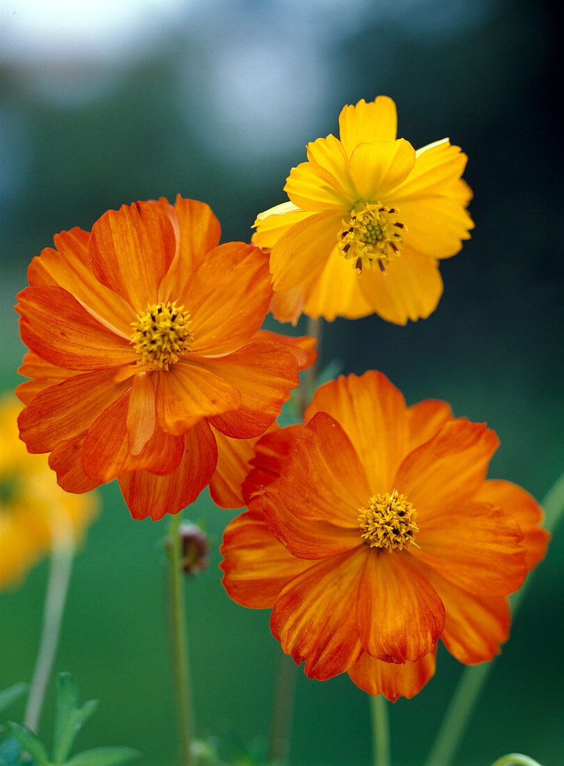 Cosmos sulphureus (Schmuckkörbchen)