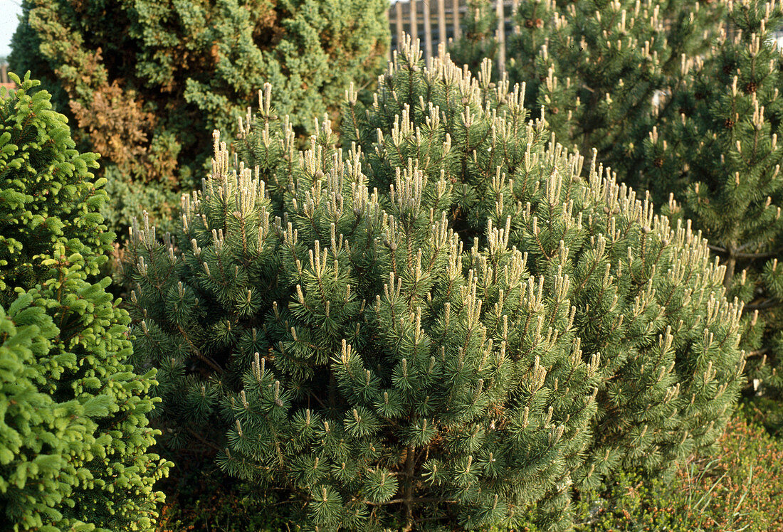 Pinus mugo 'Pug'