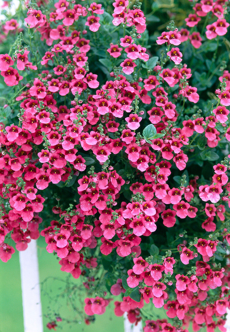 Diascia-Hybride 'Corale Belle'