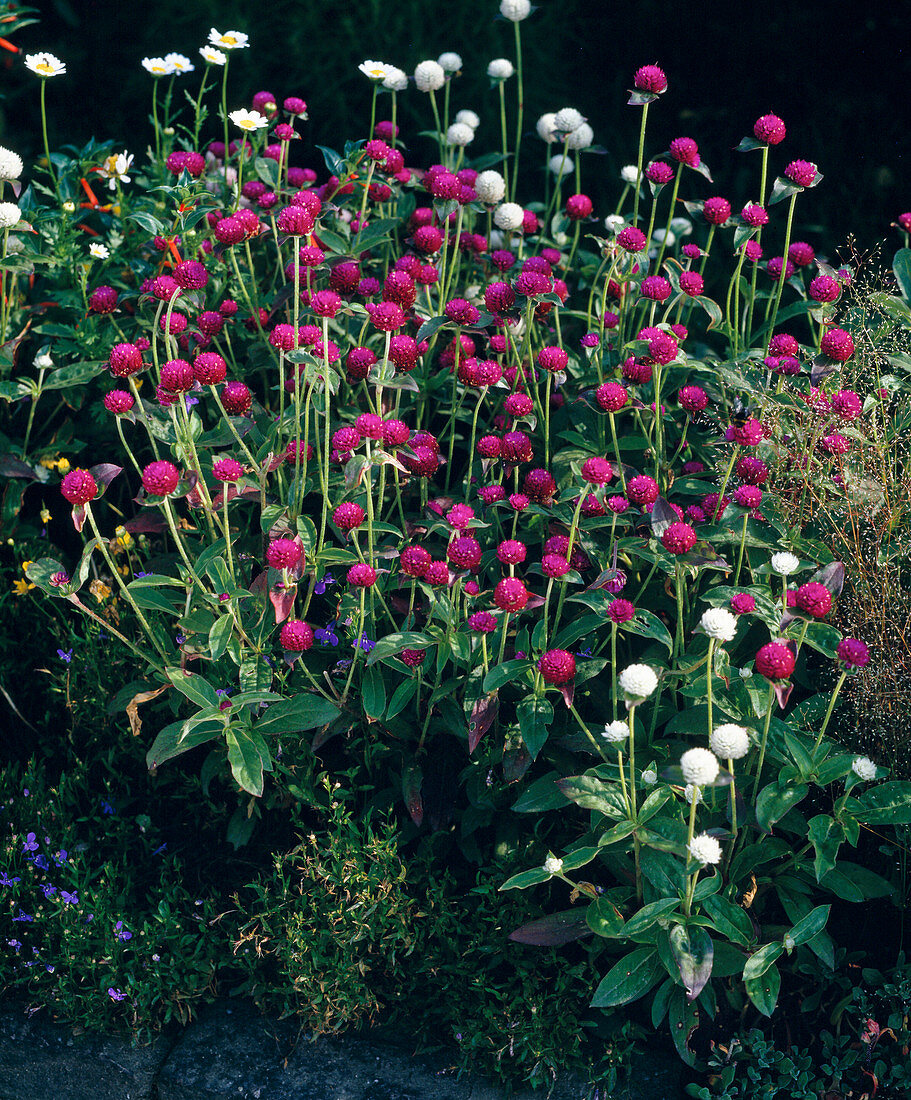 Gomphrena 'Globosa'