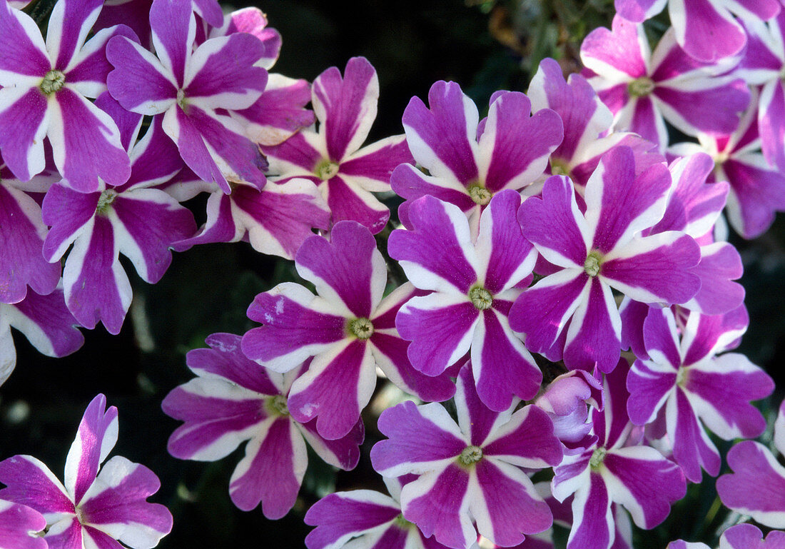 Verbena 'Temari Violett Star'