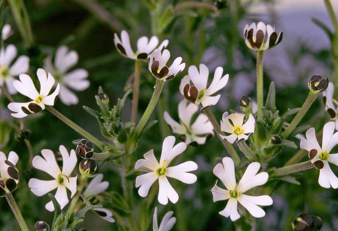 Zaluzianskya Capensis