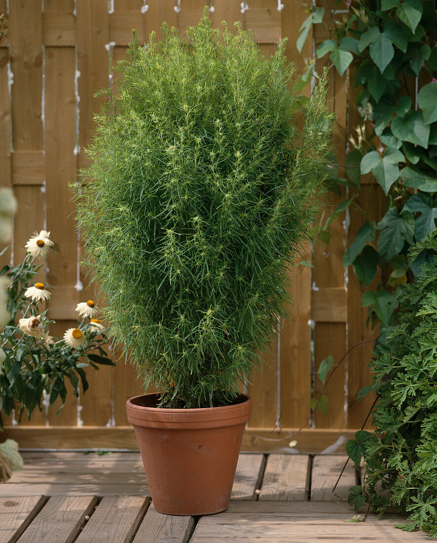 Kochia scoparia 'Trichophylla