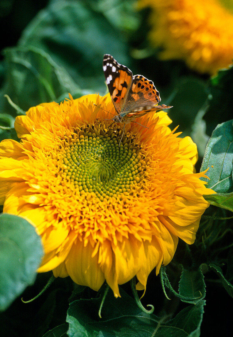 Helianthus annuus / Sonnenblume mit Schmetterling