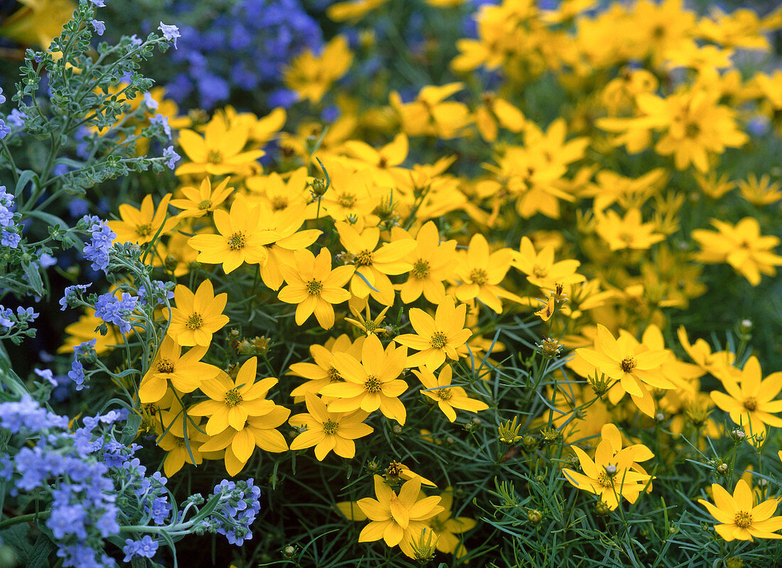 Coreopsis verticillata (Mädchenauge)