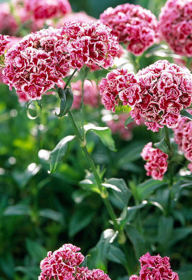 Dianthus barbatus / Bartnelke